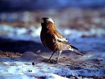 Gray-crowned rosefinch Leucosticte tephrocotis (Canmore, Alberta 15.2.-04)