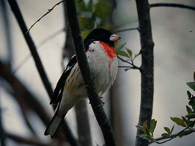 Rose-breasted grosbeak Pheucticus ludovicianus (Strathcona, Alberta 17.5.03)