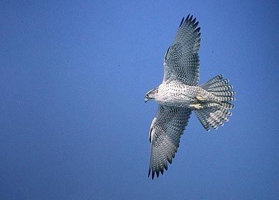 Tunturihaukka Falco rusticolus (ad n; Edmonton, Alberta 15.1.03)