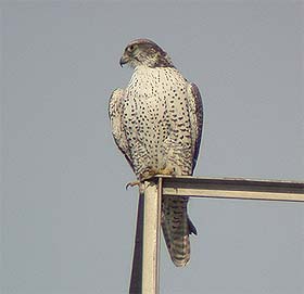 Tunturihaukka Falco rusticolus ad k. (Edmonton, Alberta 29.2.-04)