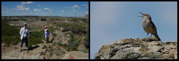 Badlands Trail & Rock wren Salpinctes cincturus, Drumheller, AB 2.6.-06