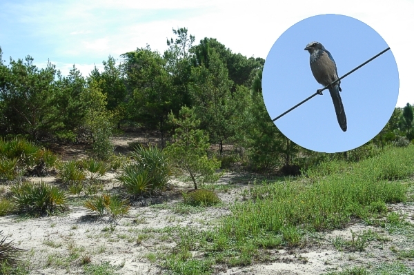 Florida scrub-jay Aphelocoma coerulescens, Venus, Florida, sek� habitaattia Hobe Sound'issa; 18.-19.8.-04