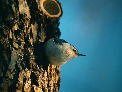 White-breasted nuthatch Sitta carolinensis (Edmonton, Alberta 29.12.02)