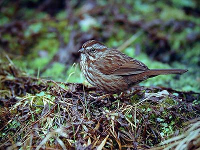 Song sparrow Melospiza melodia (Banff, Alberta 15.2.-04)
