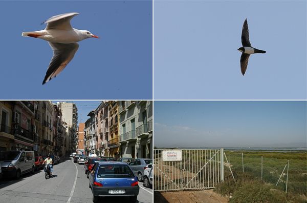 YLH: Kaitanokkalokki Larus genei & alppitervapaasky Apus melba; ALH: pikkukaupunkinakyma & tienvarsi Santa Polan suola-altailla, Ita-Espanja, syyskuu 2005