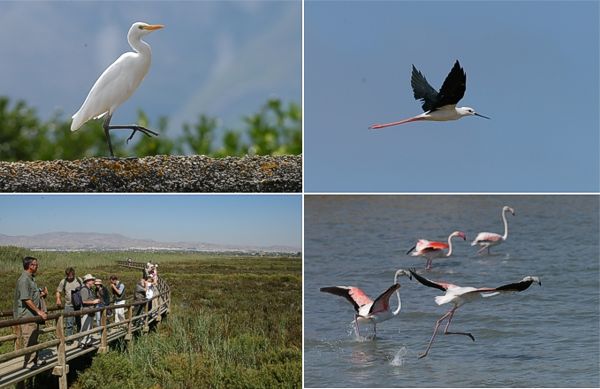 YLH: Lehmahaikara Bubulcus ibis & pitkajalka Himantopus himantopus; ALH: kongressiretki 21.9. El Hondoon & flamingoja Phoenicopterus ruber, Ita-Espanja, syyskuu 2005