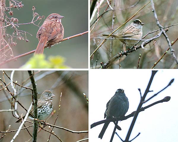 Song sparrow (y v), Golden-crowned sparrow (y o), Fox sparrow (a v) ja White-crowned sparrow (a o) (Vancouver island, British Columbia 11.-13.4.03)