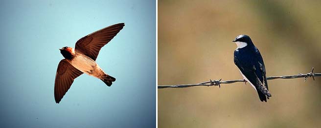 Cliff swallow Petrochelidon pyrrhonota & Tree swallow Tachycineta bicolor (Alberta 5.03)