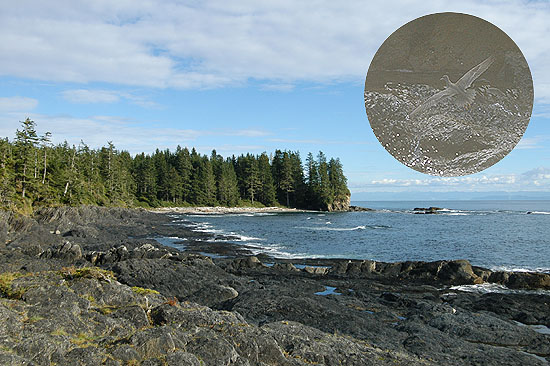Port Renfrew, Botanical Beach & Wandering tattler Heteroscelus incanus (vinjetti); lintu l�ytyi vinjetin alla olevilta kivilt�. Port Renfrew, BC 20.9.-04