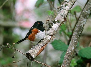 Spotted towhee Pipilo maculatus (Nanaimo, British Columbia 11.4.03)