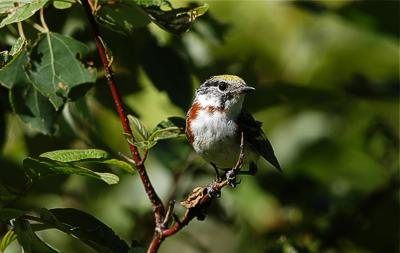 Chestnut-sided warbler Dendroica pensylvanica, Nipigon ON 11.7.-06