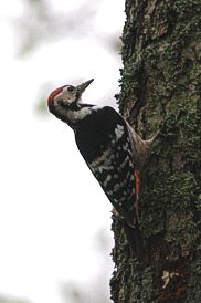 Valkoselk�tikka (Dendrocopos leucotos), koiras, renkaaton. Kirkkonummi, Norra Fladet 6.10.-07