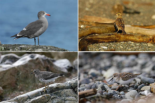 Meksikonlokki Larus heermannii, Savannah sparrow Passerculus sandvichensis, Surfbird Aphriza virgata & Western sandpiper Calidris mauri; Victoria (a, c, d) ja Port Renfrew (b), BC, syyskuu 2004