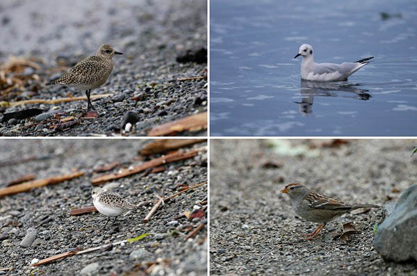 Tundrakurmitsa Pluvialis squatarola, kuusilokki Larus philadelphia, pulmussirri Calidris alba & juovap��sirkku Zonotrichia leucophrys, Victoria, BC, syyskuu 2004