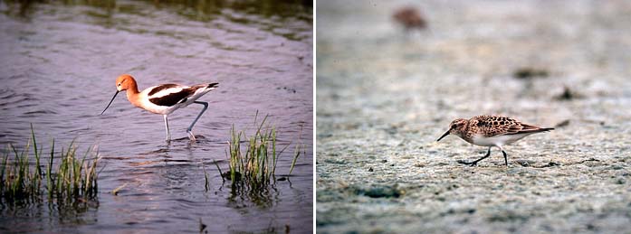 Amerikanavosetti Recurvirostra americana & bairdinsirri Calidris bairdii (Beaverhill Lake, Alberta 28.5.03)