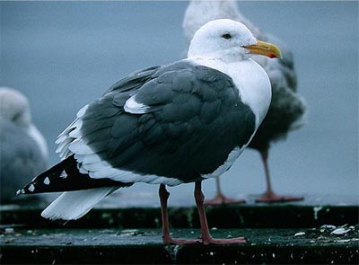 Western gull Larus occidentalis (ad; Tofino, British Columbia 12.4.03)