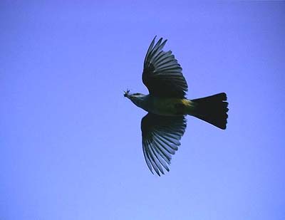 Western kingbird Tyrannus verticalis (Alberta, Brooks 2.8.03)