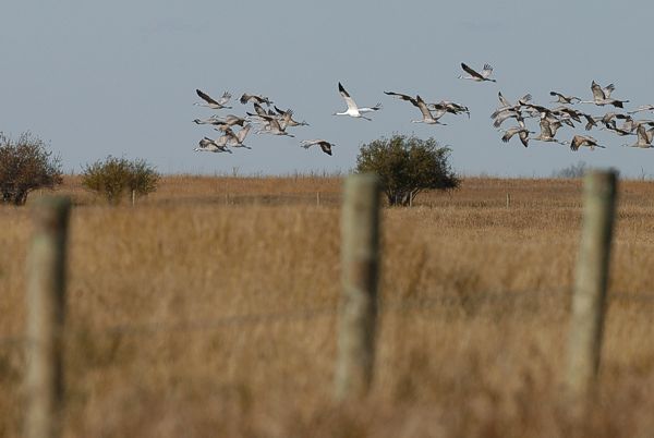 Siina se menee... Whooping crane Sandhill crane-parvessa (Grus americana & G. canadensis), Last Mountain Lake, Saskatchewan 9.10.2005