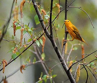 Yellow warbler Dendroica petechia (Elk Island National Park, Alberta 19.5.03)