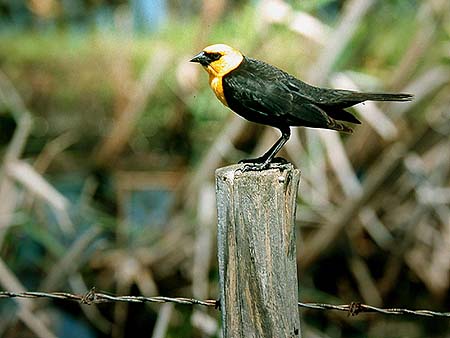 Yellow-headed blackbird Xanthocephalus xanthocephalus (Beaverhill, Alberta 7.03)