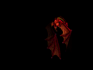 DRAGONS!!!!!!!!!!! XD