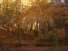 The woods behind our tent