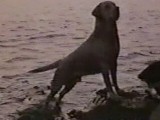 Aaron Bass's Dog