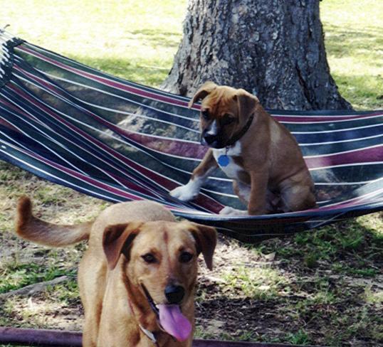 Add 70 pounds to that puppy, and you've got a force to be reckoned with.