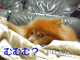 TARO wakes up