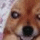 Taz