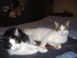 Theodore & Fluffy 