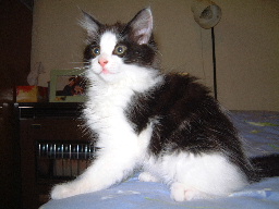 Fluffy 
