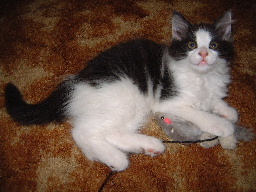 Pluffy likes the toy-mouse of Theodore, and she plays with it all day