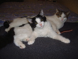 Meow - we like long naps...