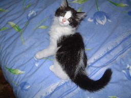 Fluffy looks so cute and tiny - she's 2 months old