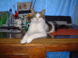 Theodore is very 'handsome' , isn't he ?