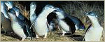 <<&nbsp; Back to Penguin page