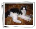 My name's Fluffy. Come with me to adore my album ! 