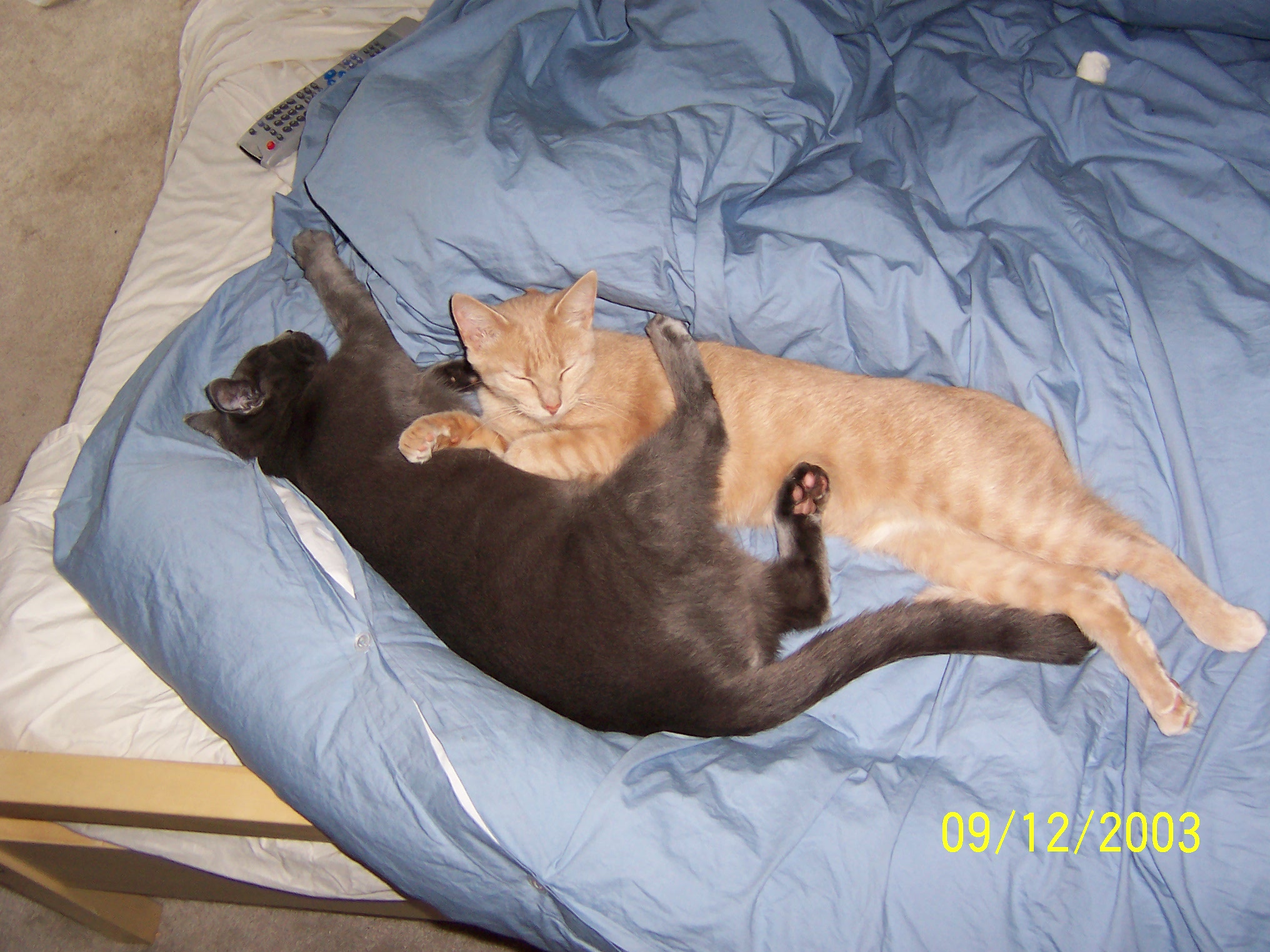 Jasime and Suede