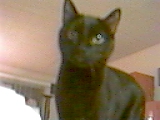 Click here to see My Fabulous Felines Page!