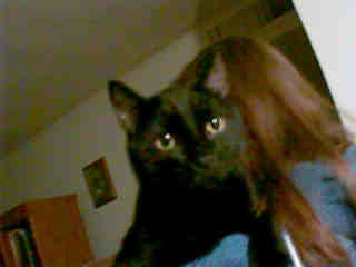 Click to visit my felines page.