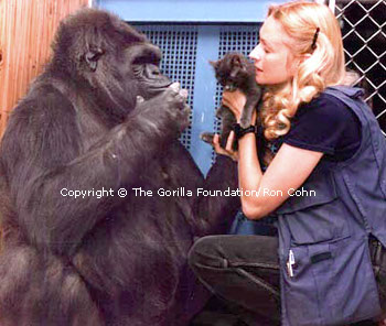 Photo of Koko signing to a kitten.&nbsp; Click to go to www.koko.org