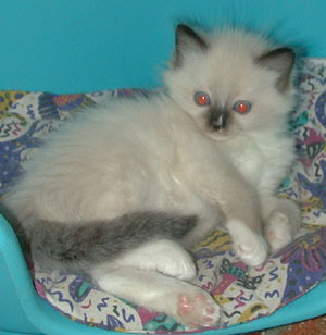Tommi