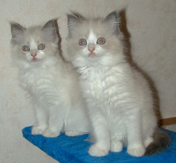 Angelica & Angelina