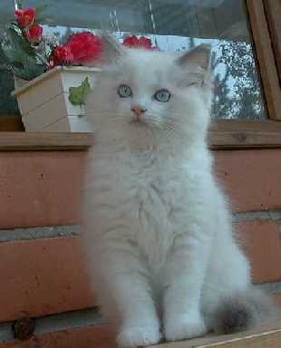 Cleo