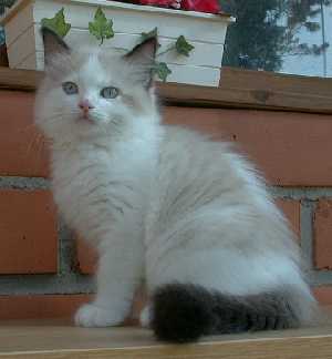 Leo