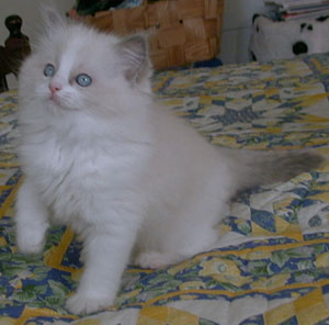 Alma