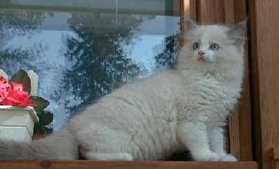 Tassu