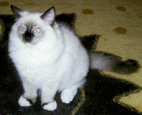 BONZO