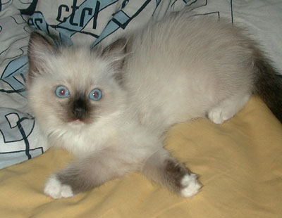 Josie